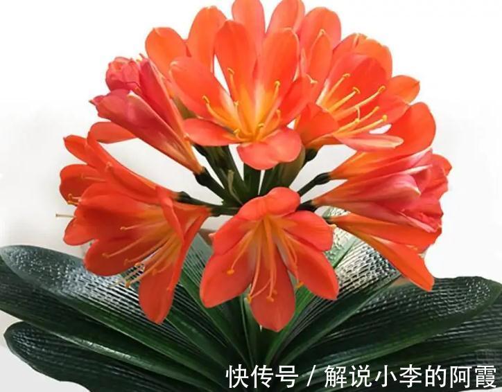 我来告诉你十大好养又有益于身体健康盆栽,室内养花的绝佳选择