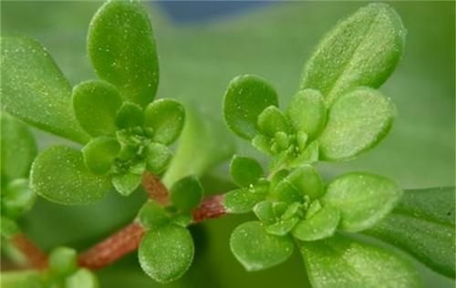 會吃的人最健康，3種食物離不開，促進新陳代謝，增強人體抵抗力