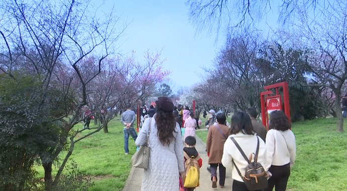 樱花、梅花、玉兰……武汉春意盎然，江滩风光醉人