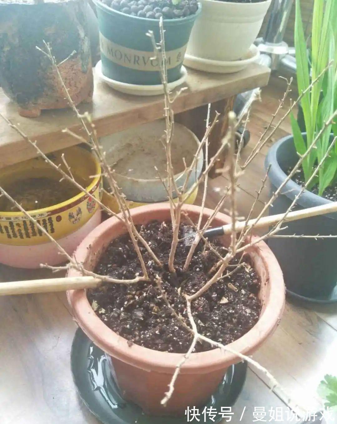 米兰这么养,疯狂冒新叶,开花香又多