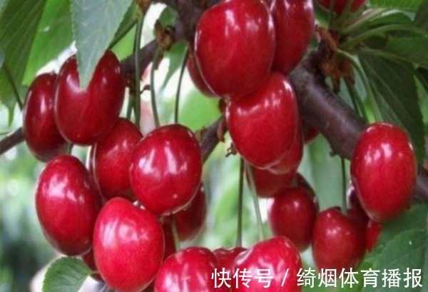 碧护|樱桃美容养颜、调理肠胃,农民掌握施肥要点,收获吃不完的樱桃