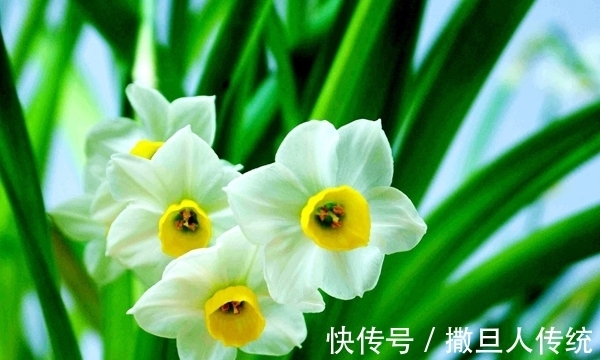 中国十大名花,谁排名第一?