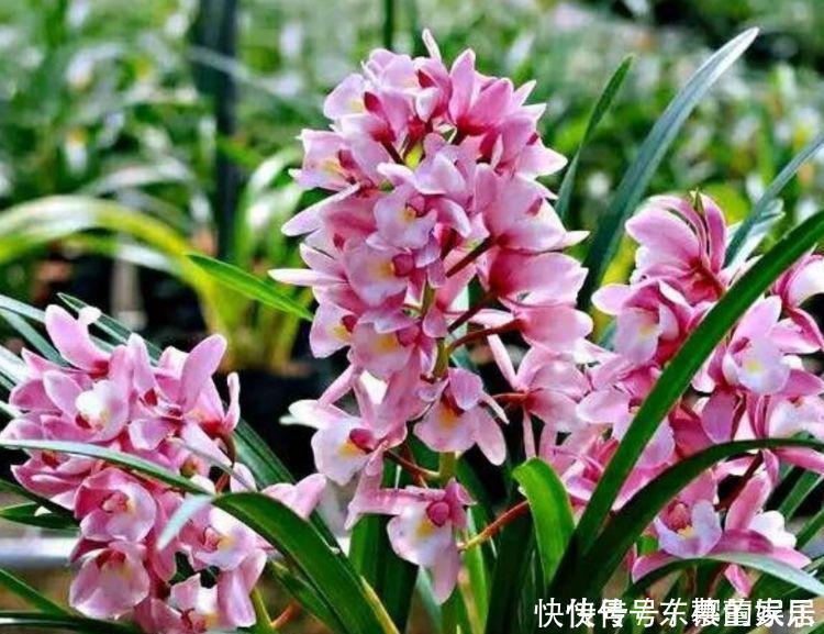 状元红|4种“女神花”，婀娜多姿，漂亮高贵优雅，四季繁花似锦，美