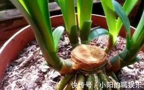 想要根肥株壮,花大色艳,远离病虫害,盆里用3种肥,效果好