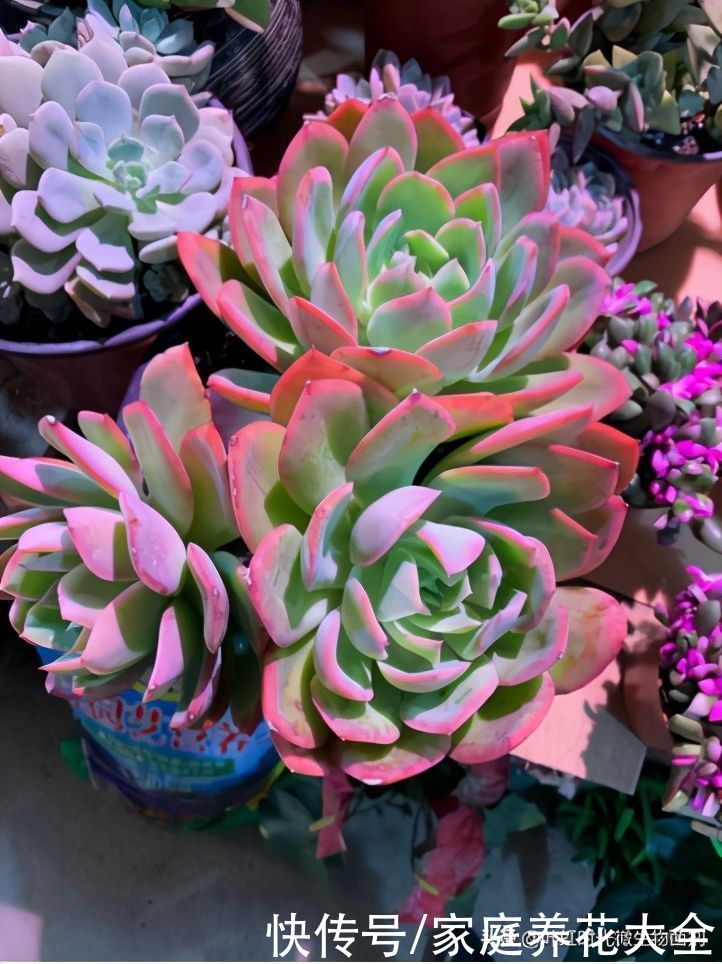 春季是多肉快速生长季，四点做好了，长出状态超美