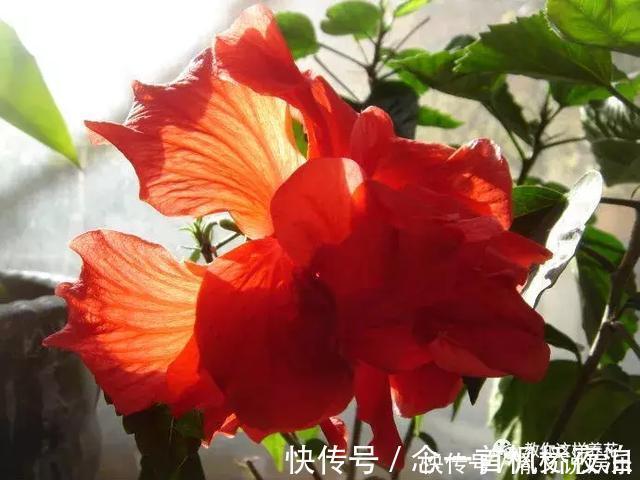 扶桑|1种花一开就是300多天,好养又漂亮,新手懒人都能养!