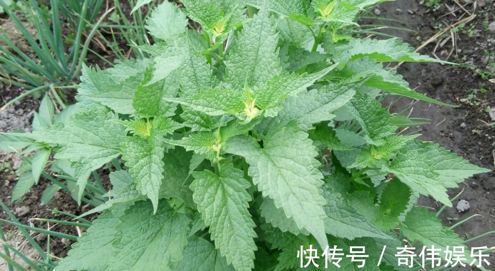 土壤|养花换土很麻烦养花大神一招解决,花友们有福了