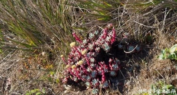 悬崖|偶遇长在悬崖上的野生多肉，这些见都没见过，挖一把就赚大发了！