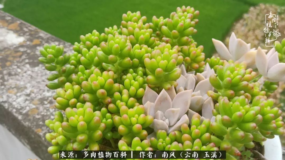 从小喜欢绿植,后来遇见多肉,情不知所起,那就再接再厉!