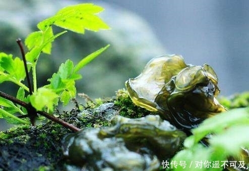  才能|农村有种野菜，打雷下雨天才能采摘！有钱都买不到的美味，认识吗