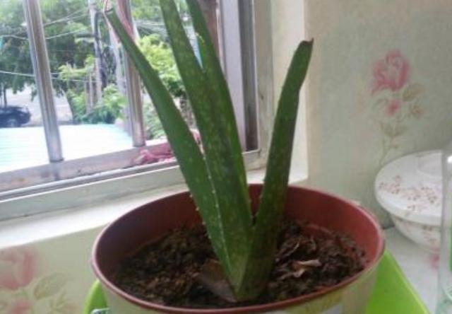 芦荟黄叶还烂根,大多浇水没浇对,四季这样浇水,反而长得更好