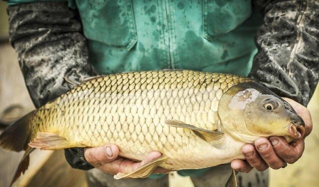 钓到大鱼后拍完照就放生，是假装高尚？真实情况是这样的