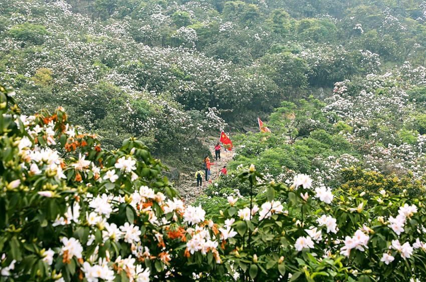 杜鹃|广西横县：杜鹃花开好风光