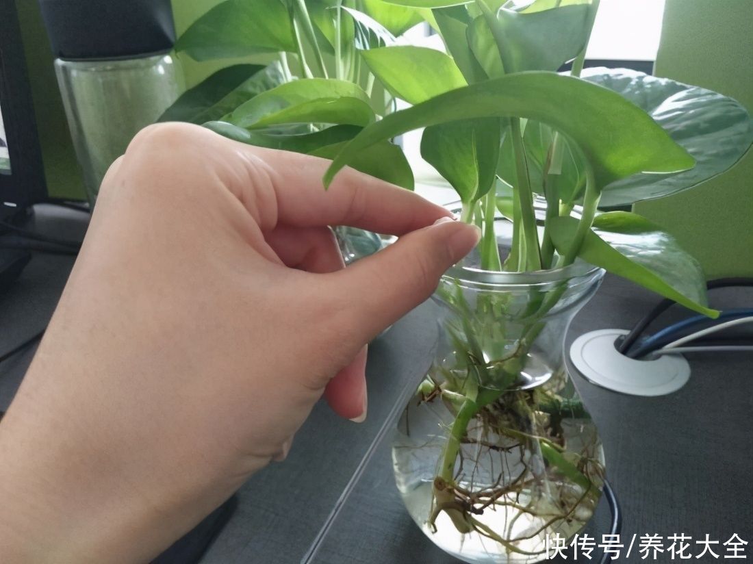 药片养花只知道阿司匹林？这些药养花效果也很好，过期别再扔了