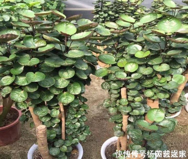 聪明人都养5种花,净化空气,越养越喜欢,又旺运