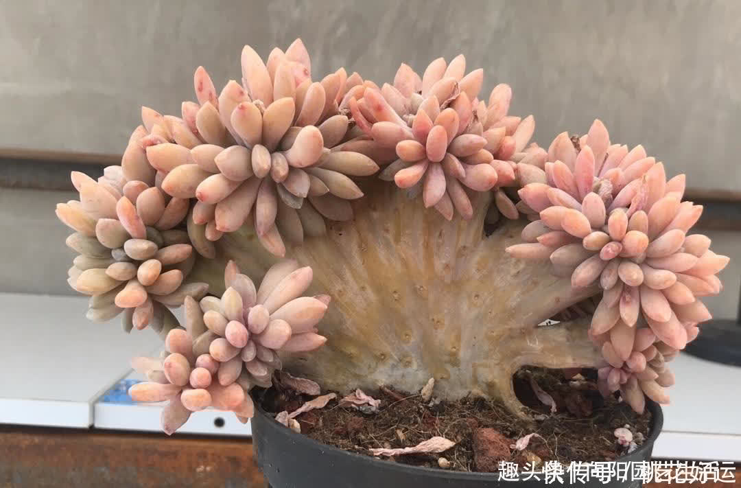 主干|买多肉,不买缀化,养护难度高,养的时间越长,越容易黑腐