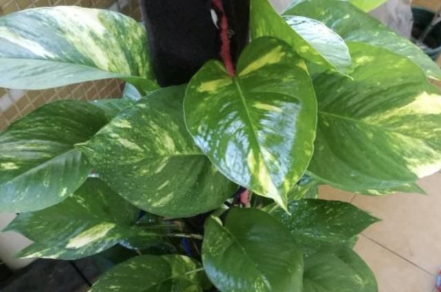 家里养绿萝,需要多浇水、多整理根系,再注意“1点”,长得快