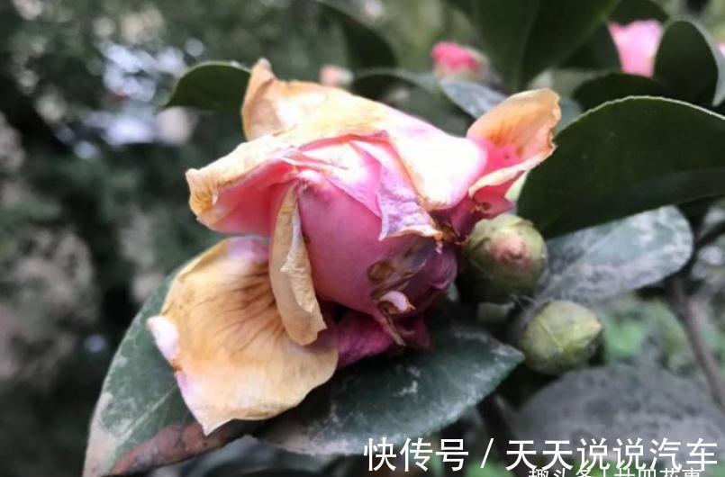 孕蕾期|满头花苞的茶花，有的迟迟不开花，有的没开就落蕾，怎么回事呢？