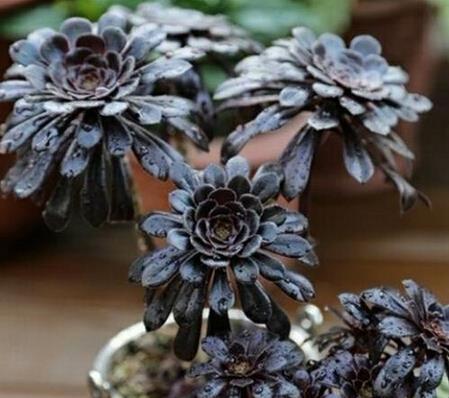 养多肉黑法师,掌握几个要点,颜色漂亮,长得贼快