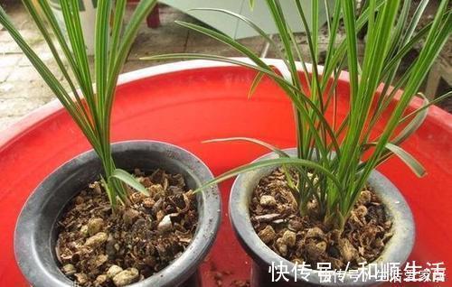 兰花|家家都有的垃圾,用来养花,不黄叶、不烂根,啥花都喜欢