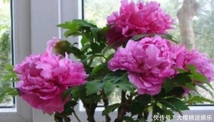 光照|喜欢家里养花,就养几种漂亮的花,花大花期长,寓意美好幸福满满