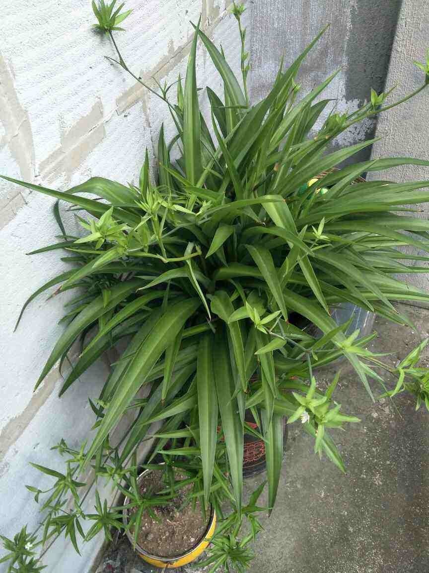 花友们|养花一定要会养根,根系长得壮,植物才有精神