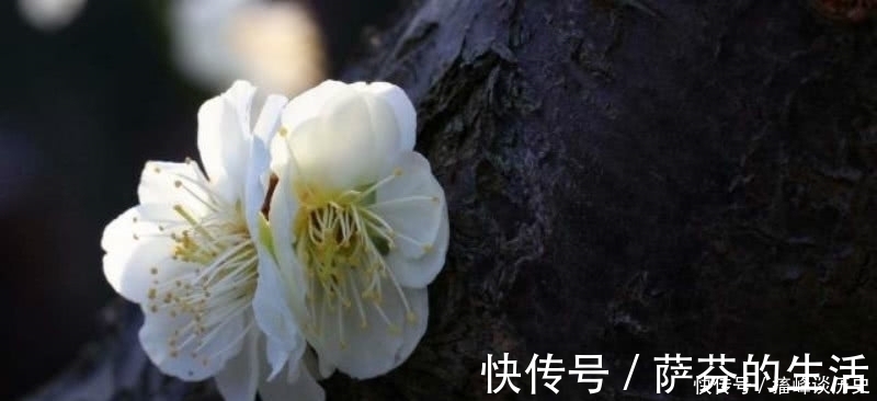 伤感&李商隐的这首《忆梅》,开篇两组叠字句令人惊艳,从开篇美到结尾