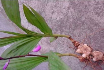 看着像大蒜,近看似蜗牛,花朵像蝴蝶兰