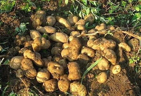 尿素|马铃薯健脾益气、解毒消炎,如何收获高产优质的马铃薯,只需四点