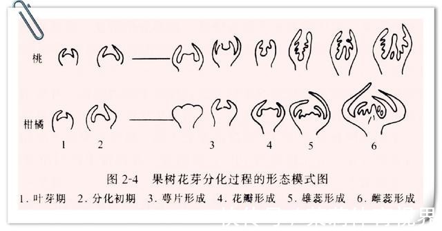 花芽|三角梅、月季、栀子花总是不开花，几个小技巧，一年四季爆盆