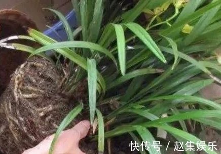 土壤|养花不用买土,用这几样东西掺一块儿,种什么花草都旺
