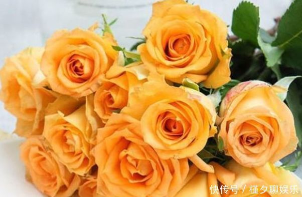 褶边|“优良玫瑰”假日公主,代表活力四射,落英缤纷,客厅养花必备!