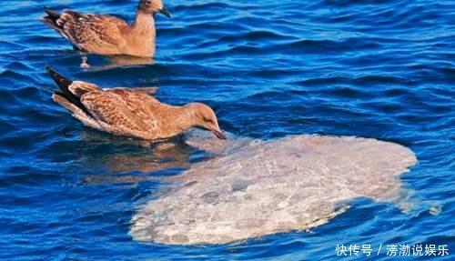 吉尼斯生殖力最强脊椎动物,一生暴长6000