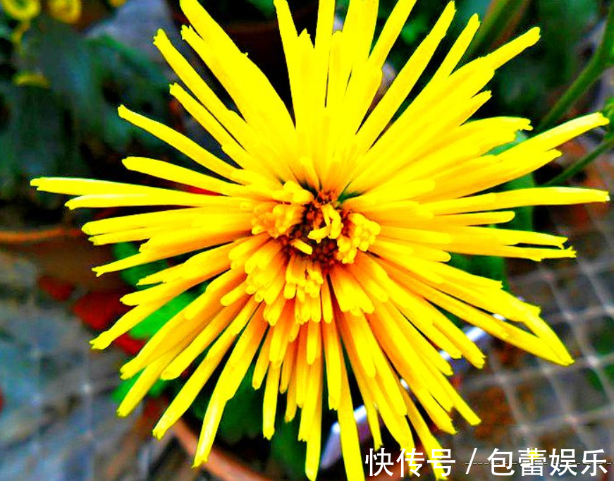 喜欢菊花，不如养盆“菊之珍品”，花开如雅致美人，似晚霞映水