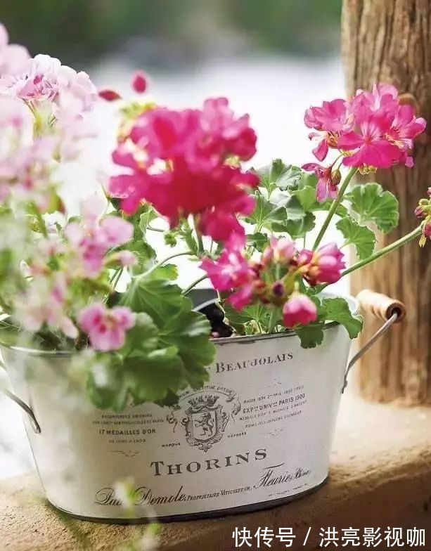 神器|别再花钱买普通花盆了,你意想不到的种花神器!