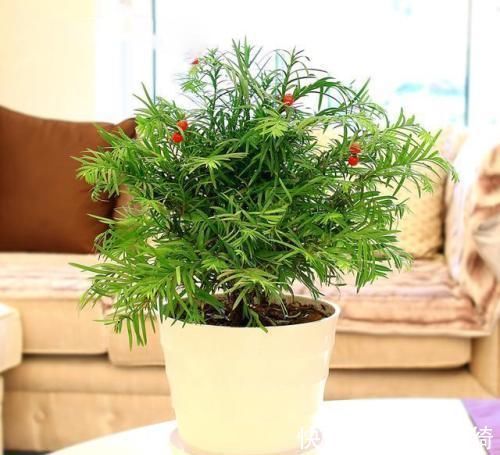 红豆杉盆景十分受欢迎，有净化空气的作用，养护红豆杉要注意什么