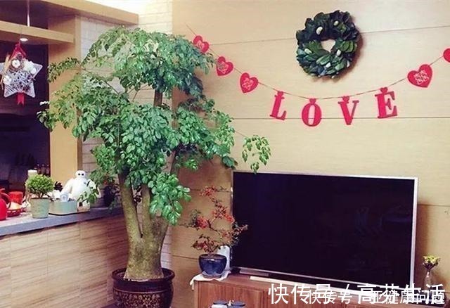通风度|幸福的家里,就该养盆“幸福树”,四季常青,9月开出幸福花!