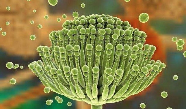 此些是“黄曲霉素”的温床,平时喜欢藏在卫生间里,早知道早受益