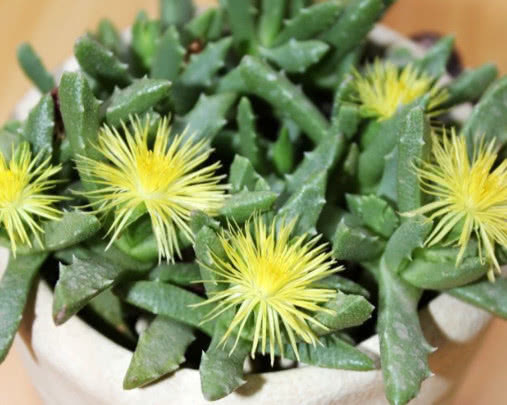 多肉芳香波怎么养教你3个小妙招,养出翠绿幽香的芳香波