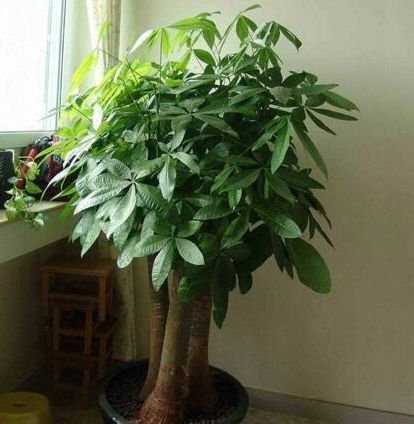 3种花养家里,1盆顶5盆,漂亮又好养,空气清新助睡眠!