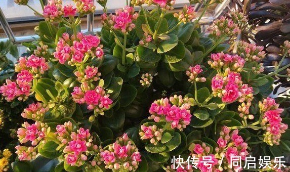长寿花“开败了”,花期没结束,剪几刀、加点“肥”,30天又开