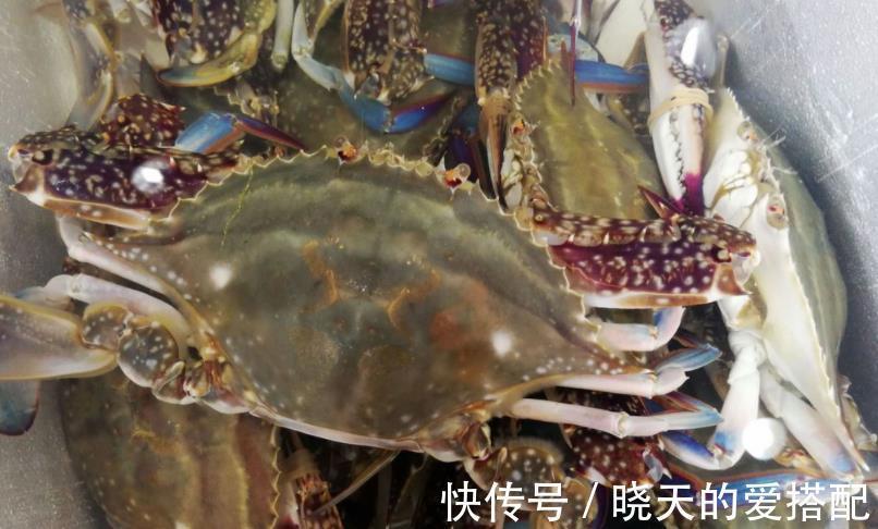 朋友们|买梭子蟹，别只会看大小！老渔夫教你三招，回回买到“精品蟹”！