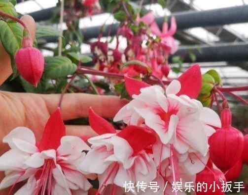 上班忙,没时间养花,这几盆懒人花你要知道,打理起来更省心