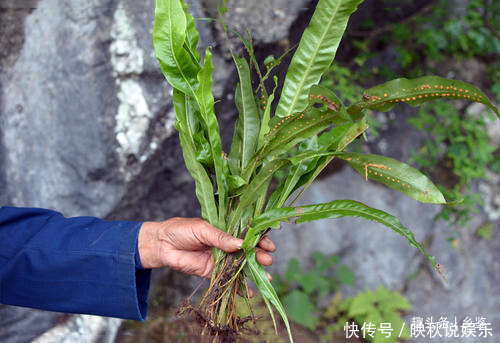 金珠|农村这种野草，形似镰刀叶背长出“金珠”却作用大，遇见了多留意