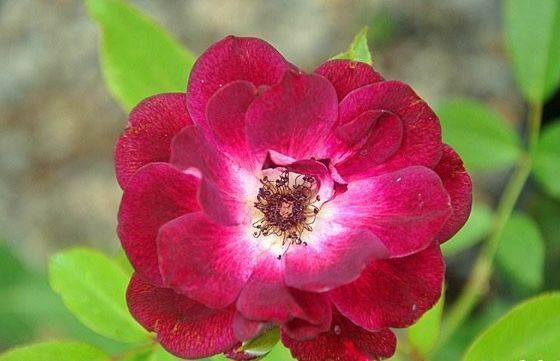 新手养花,不如养盆花中精品“葡萄冰山”,花大色艳,株型饱满