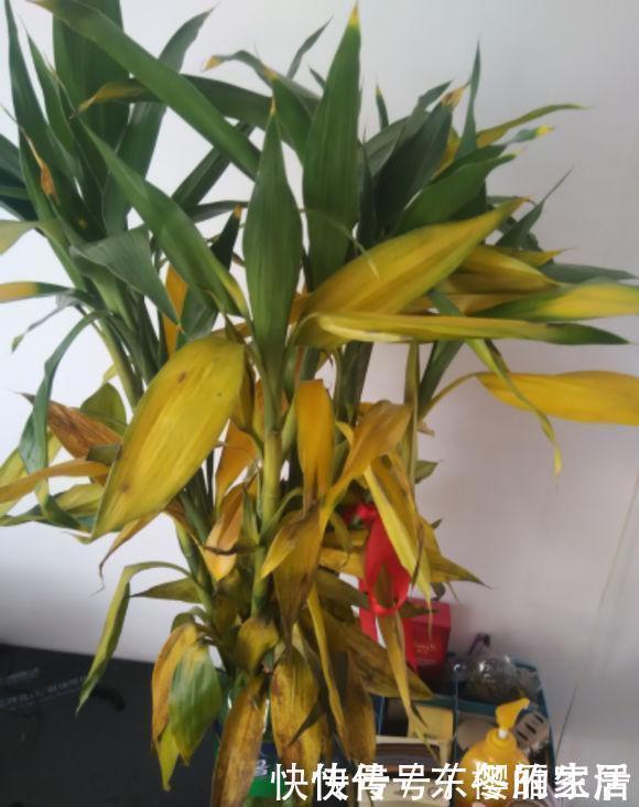 多肉植物|夏天给花浇水,忌讳“多”浇,高温天浇水有规律,避免引起黄叶