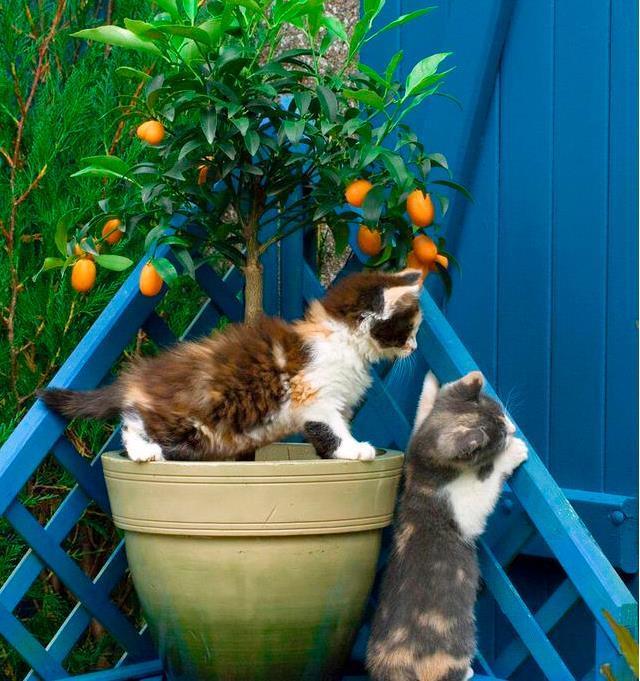 春节必买的5种花,每1种都很好看很喜庆,欢欢喜喜过大年