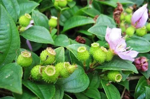 大山|大山里的野果,小时候当零嘴吃,现在是绿化植物,不知道的可惜了