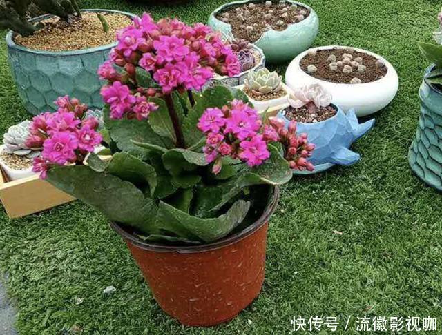 长寿花|家里的“3种花”，在8月份“怕水”，要管住手“少浇水”，别疏忽