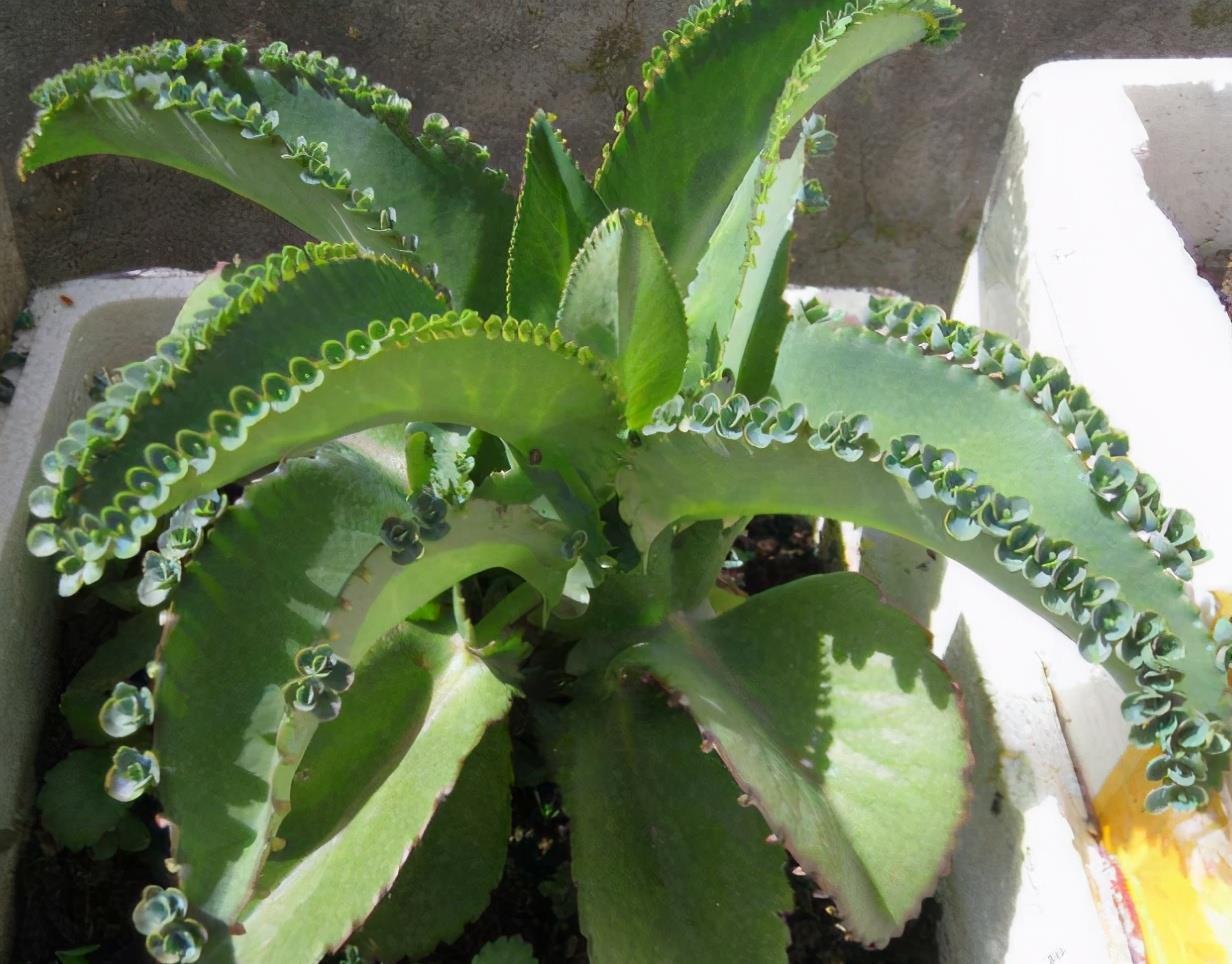 多肉植物不死鸟 又名落地生根 春天养殖该注意哪些事项 粉紫色 多肉植物不死鸟 又名落地生根 春天养殖该注意哪些事项 粉紫色